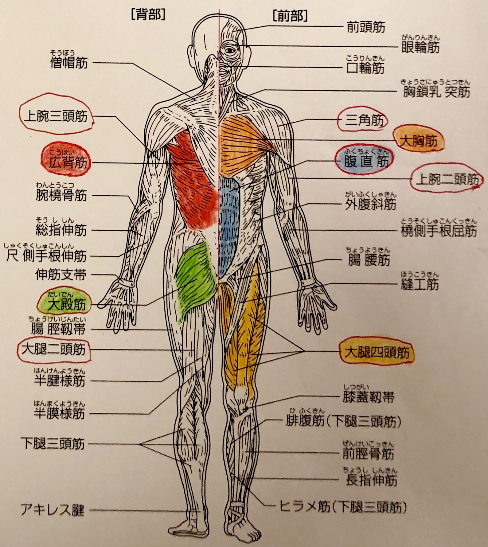 筋の各部位名称